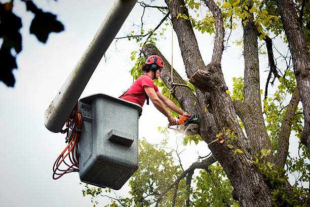 Professional Tree Removal and Landscaping Services in Carolina Shores, NC